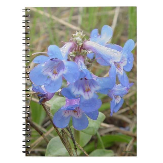 F3 Blue Wildflowers Slender Blue Beardtongue Notebook (Front)