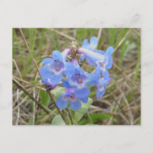 F3 Blue Wildflowers Slender Blue Beardtongue Postcard