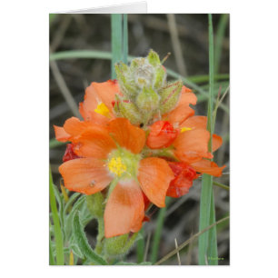 F40 Orange Wildflowers Scarlet Mallow