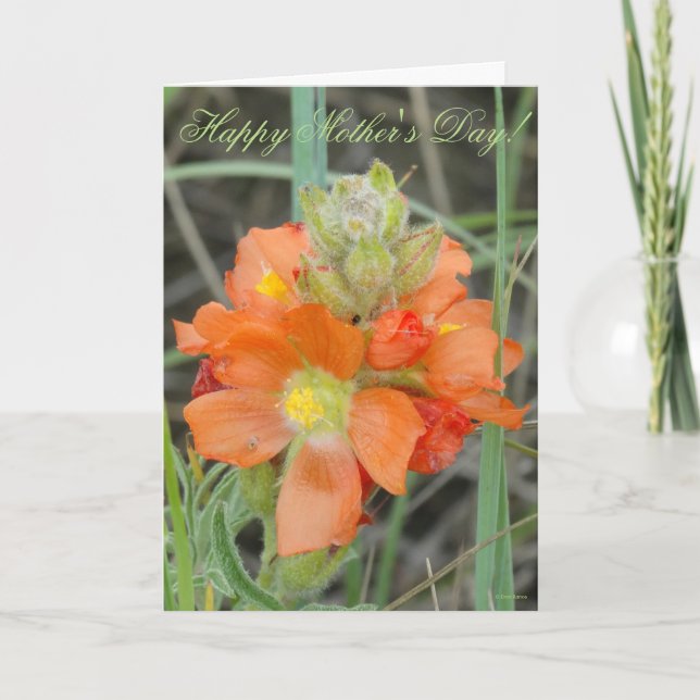 F40 Orange Wildflowers Scarlet Mallow Card (Front)