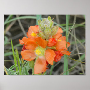 F40 Orange Wildflowers Scarlet Mallow Poster