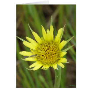 F41 Yellow Wildflower Goats-beard