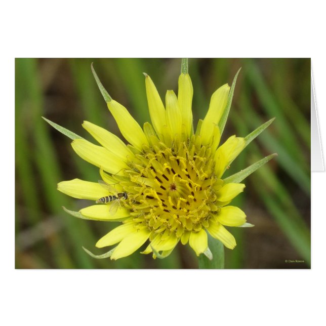F41 Yellow Wildflower Goats-beard (Front Horizontal)