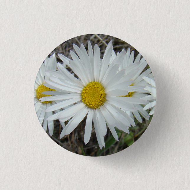F42 White Wildflowers Smooth Aster 3 Cm Round Badge (Front)