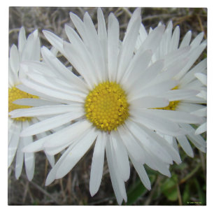 F42 White Wildflowers Smooth Aster Ceramic Tile