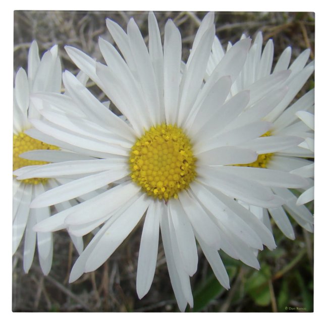 F42 White Wildflowers Smooth Aster Ceramic Tile (Front)