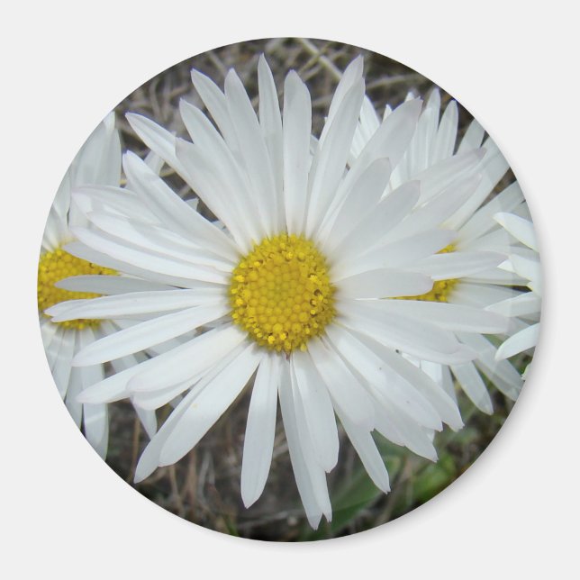F42 White Wildflowers Smooth Aster Magnet (Front)