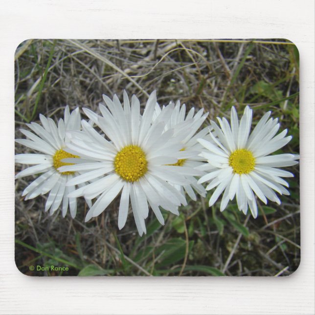 F42 White Wildflowers Smooth Aster Mouse Pad (Front)