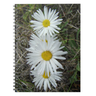 F42 White Wildflowers Smooth Aster Notebook