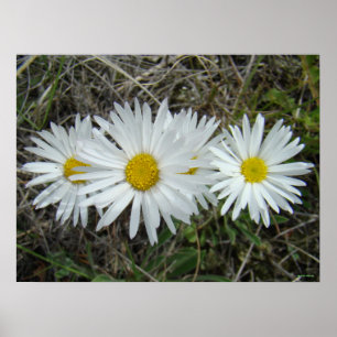 F42 White Wildflowers Smooth Aster Poster