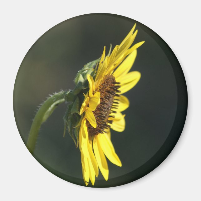 F43 Yellow Wildflower Black-eyed Susan Magnet (Front)