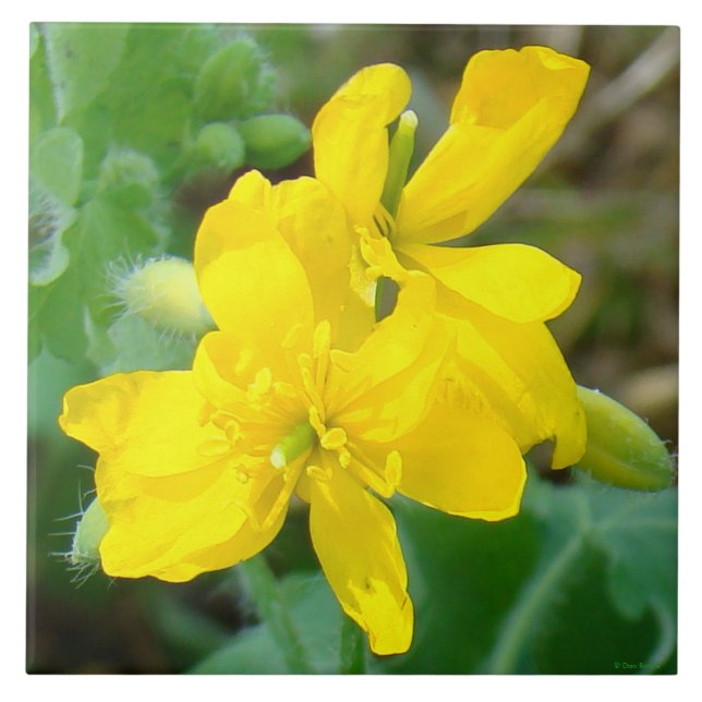 F44 Yellow Wildflowers Wild Mustard Tile (Front)
