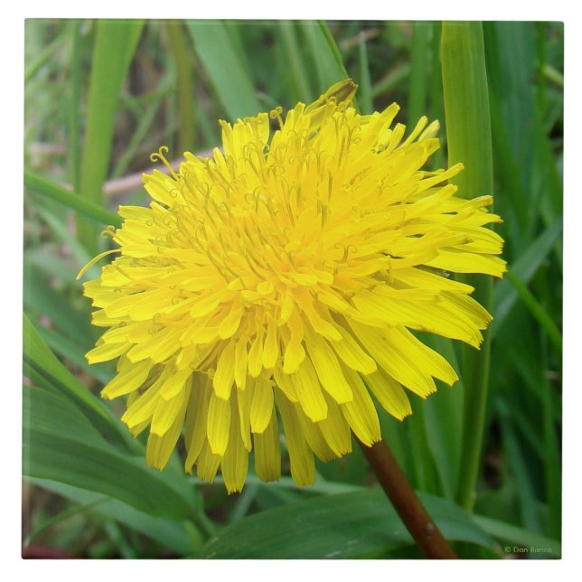 F45 Dandelion "Taraxacum officinale" Tile (Front)