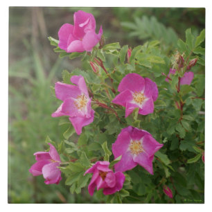F46 Wild Roses Ceramic Tile