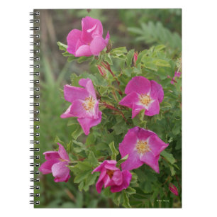 F46 Wild Roses Notebook
