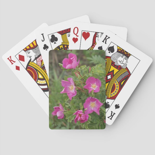 F46 Wild Roses Playing Cards (Back)
