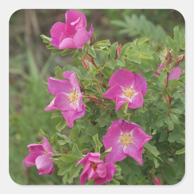 F46 Wild Roses Square Sticker (Front)