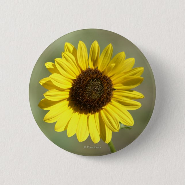 F47 Yellow Wildflower Common Annual Sunflower 6 Cm Round Badge (Front)