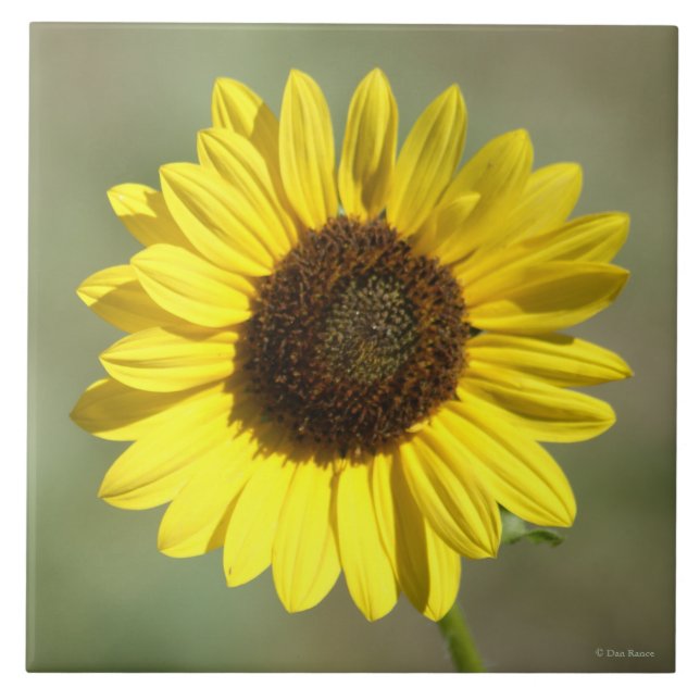 F47 Yellow Wildflower Common Annual Sunflower Ceramic Tile (Front)