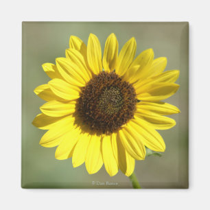 F47 Yellow Wildflower Common Annual Sunflower Magnet