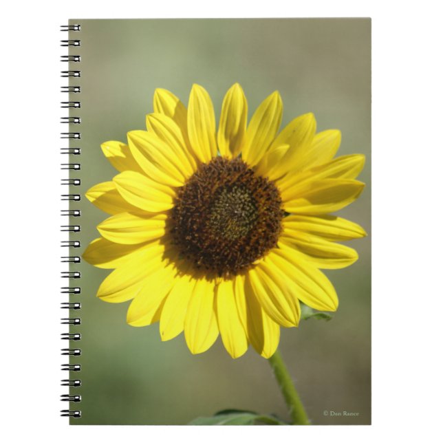F47 Yellow Wildflower Common Annual Sunflower Notebook (Front)