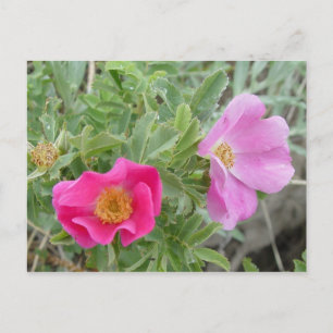 F4 Alberta Wild Roses Postcard