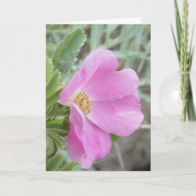 F4b Wild Rose Card (Front)