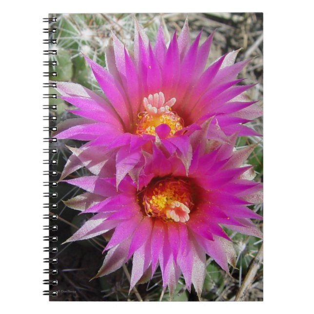 F5 Ball Cactus Flowers "Escobaria vivipara" Notebook (Front)