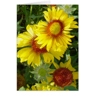 F6 Yellow Wildflowers Gaillardia