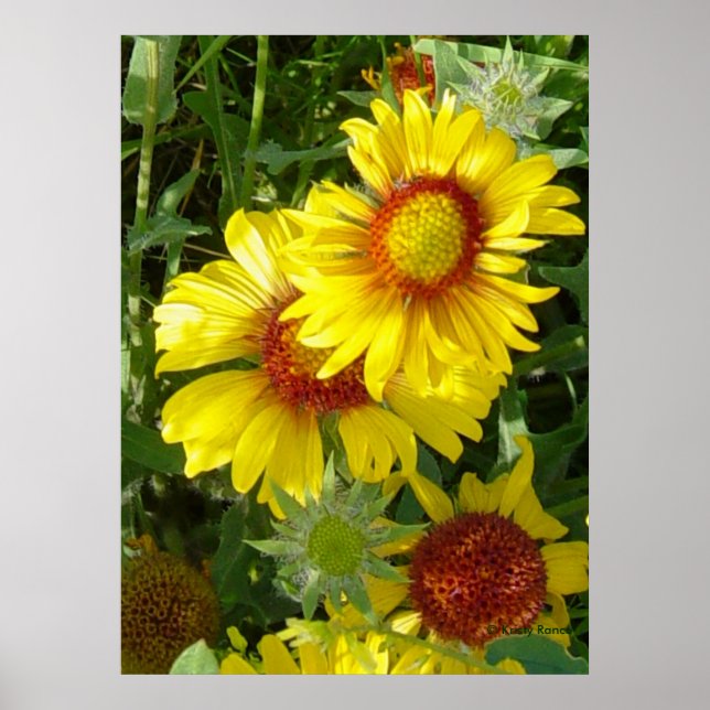 F6 Yellow Wildflowers Gaillardia Poster (Front)