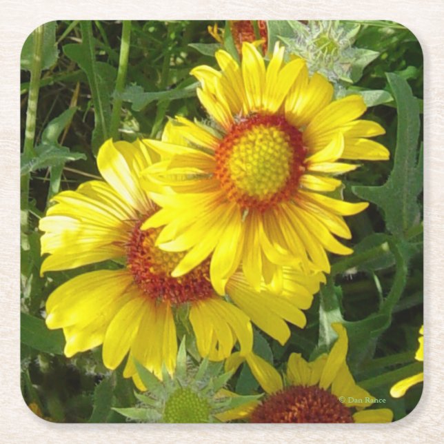 F6 Yellow Wildflowers  Square Paper Coaster (Front)