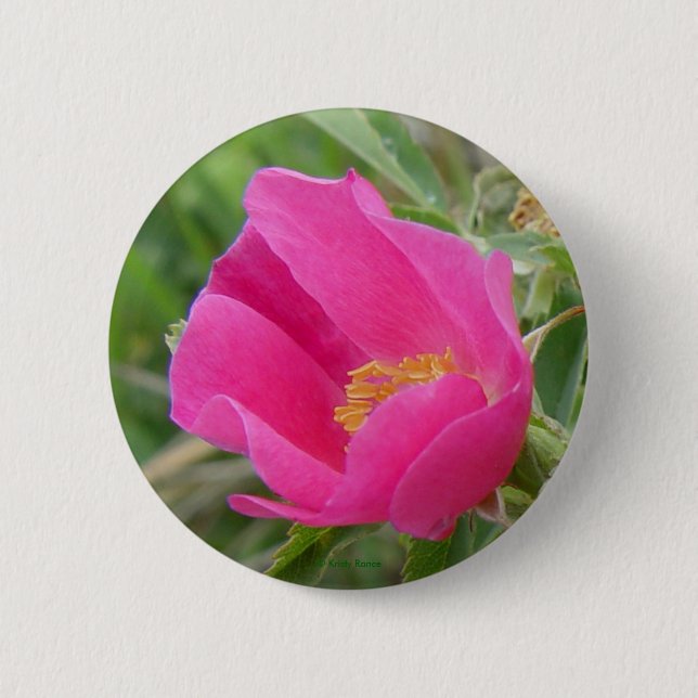 F7 Alberta Wild Rose 6 Cm Round Badge (Front)