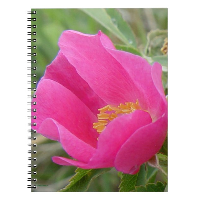 F7 Wild Rose Bright Pink Blossum Notebook (Front)