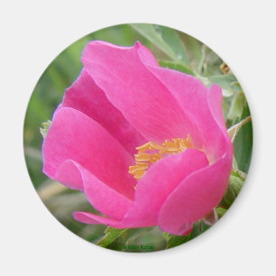 F7 Wild Rose Magnet