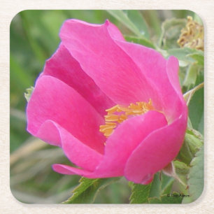 F7 Wild Rose Paper Coaster