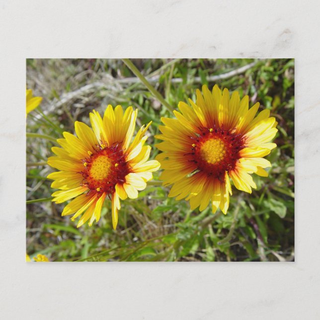 F8 Yellow Wildflower Gaillardia Postcard (Front)