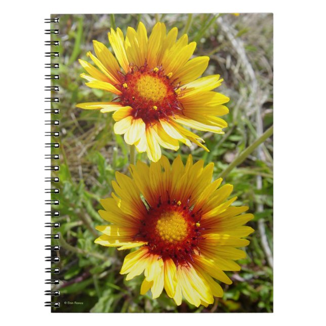 F8 Yellow Wildflowers Gaillardia Notebook (Front)