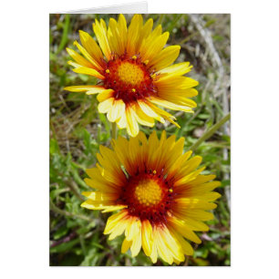 F8t Yellow Wildflowers Gaillardia