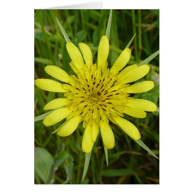 F9 Yellow Wildflower Goat's-beard (Front)
