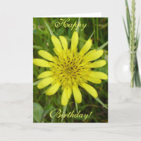 F9 Yellow Wildflower Goat's-beard