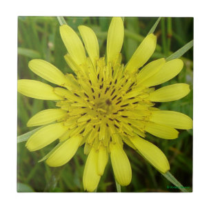F9 Yellow Wildflower Goats-Beard Ceramic Tile