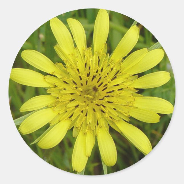 F9 Yellow Wildflower Goats-beard Classic Round Sticker (Front)