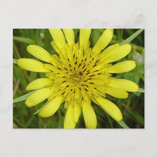 F9 Yellow Wildflower Goats-beard Postcard (Front)