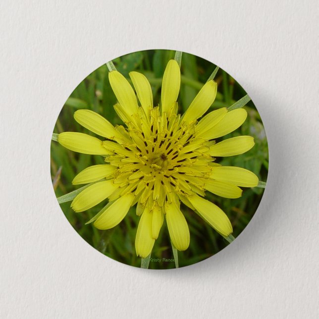 F9 Yellow Wildflower Goats-beard Tragopogon dubius 6 Cm Round Badge (Front)