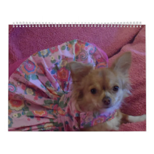 Fabulous chihuahua 2013 calendar