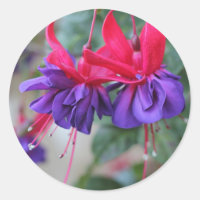 Fabulous Fuschias