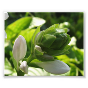 Fabulous Hosta Photo Print