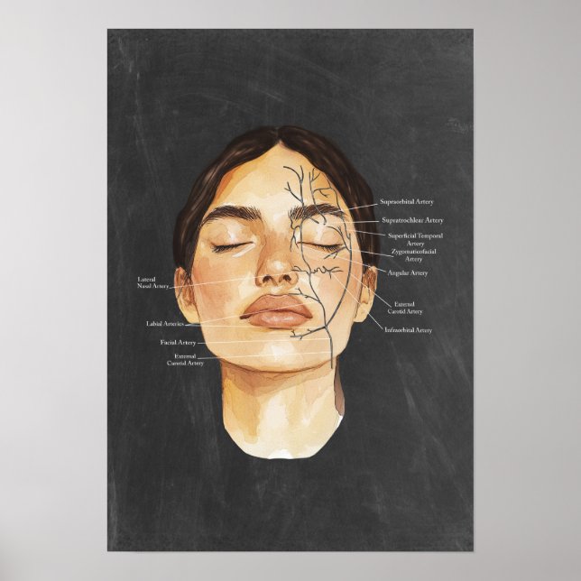 Face Anatomy Blood Vessels Anatomical Art Poster (Front)