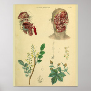 Face Arteries Medicinal Plants Anatomy Art Print