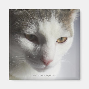 Face of a cat magnet